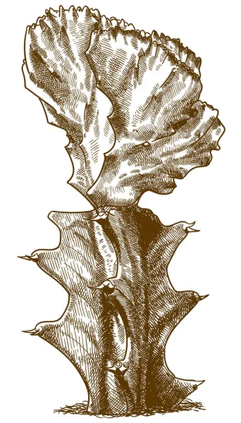 Gravierende Illustration von Gymnocalycium — Stockvektor