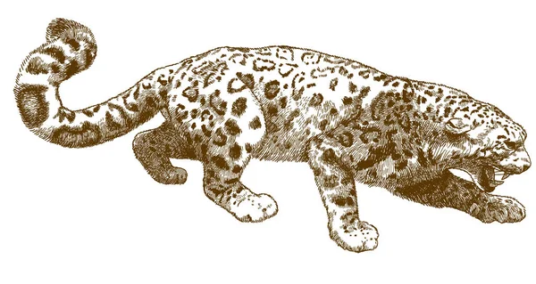 Kar leoparı gravür illüstrasyon — Stok Vektör