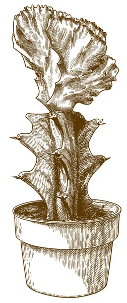 Engraving illustration of gymnocalycium in pot — Stock Vector