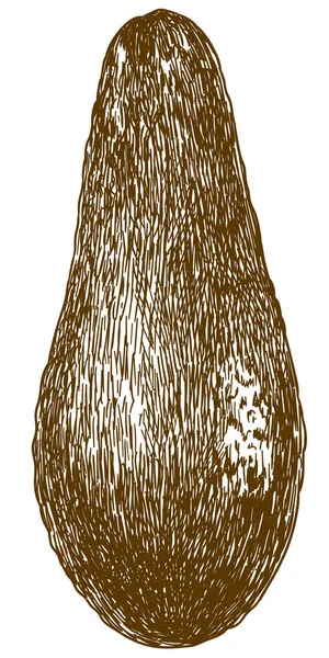 Гравировка авокадо — стоковый вектор
