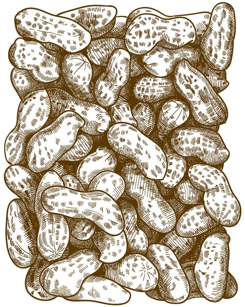 Engraving illustration of peanuts pattern — Stock Vector