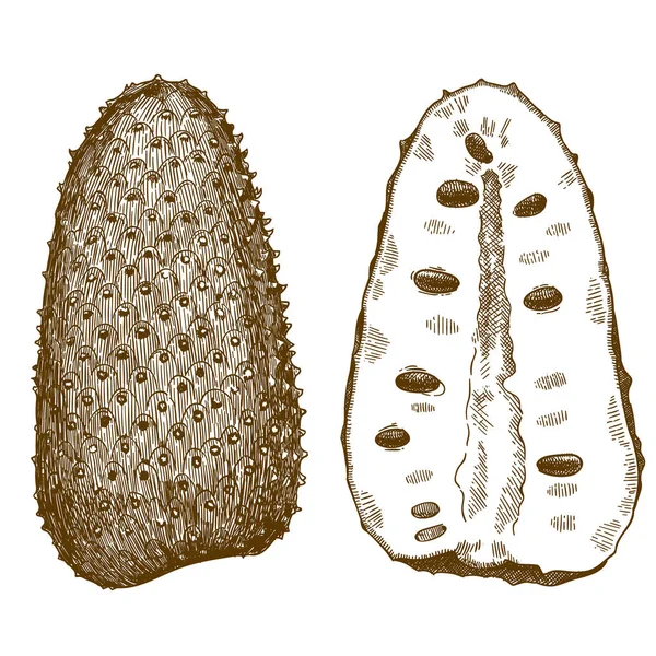 Gravura ilustração de soursop — Vetor de Stock