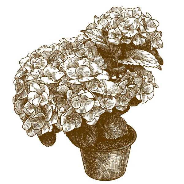 Gravure illustratie van Hortensia macrophylla — Stockvector