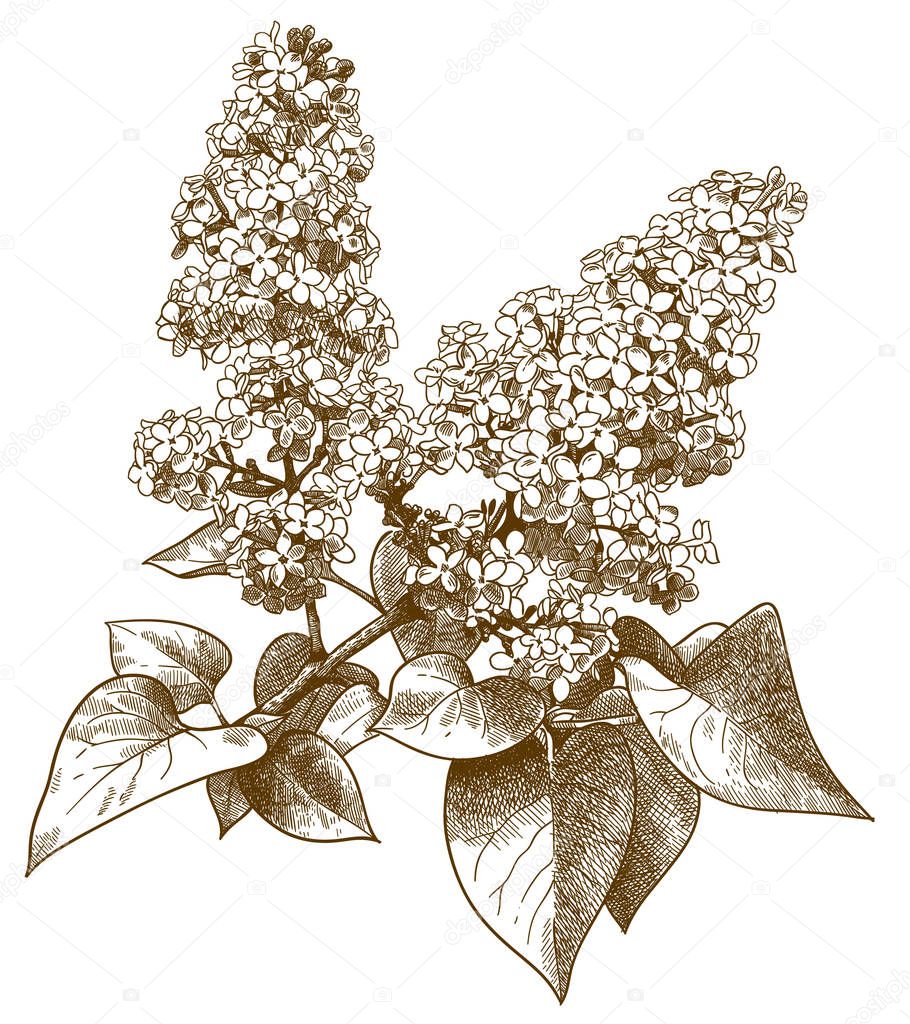 engraving  illustration of lilac syringa