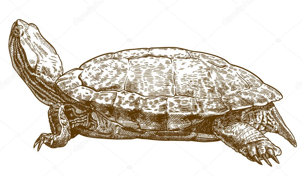 engraving illustration of pond slider turtle