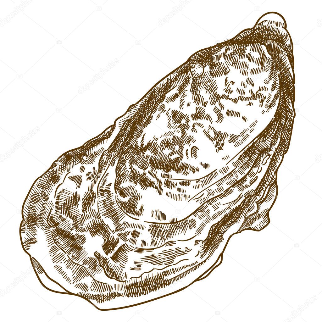 engraving  illustration of oyster shell