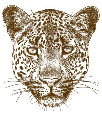 leopar yüz gravür illüstrasyon
