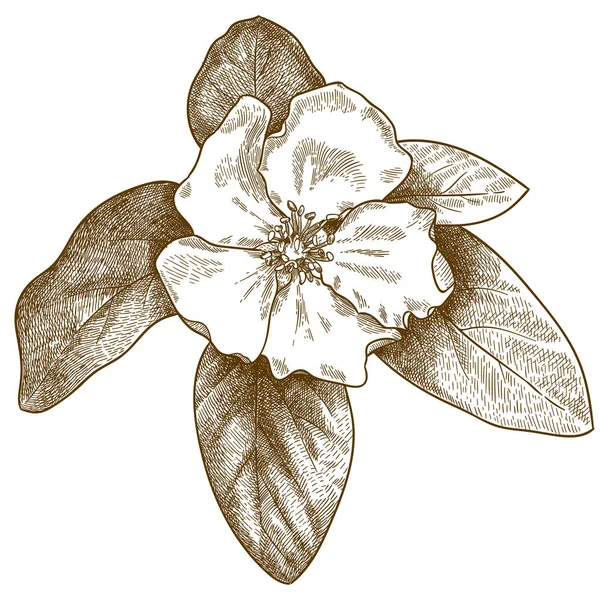Gravyr illustration av kvitten blomma — Stock vektor