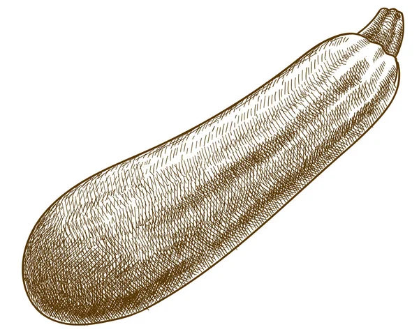 Grabado ilustración de calabacín calabaza — Vector de stock