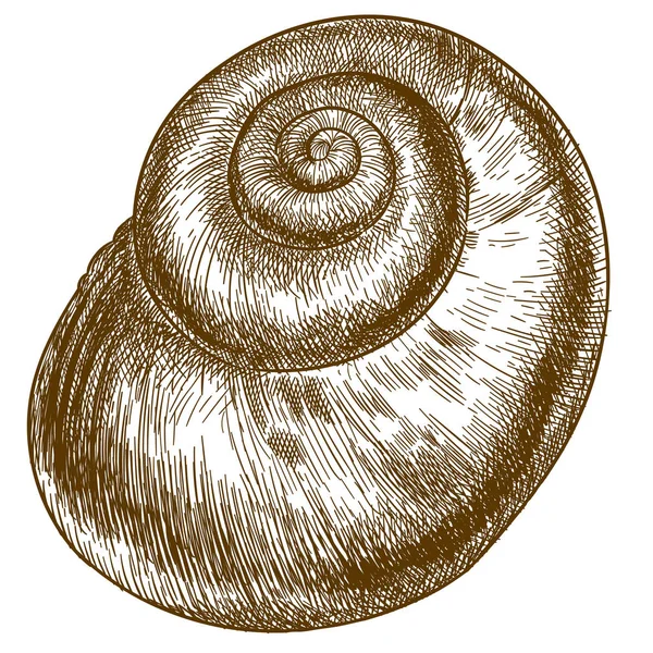 Gravure illustration de coquille d'escargot — Image vectorielle