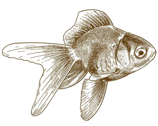 Grabado ilustración de peces de colores — Archivo Imágenes Vectoriales