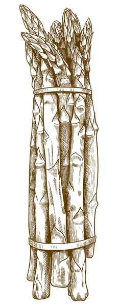 Gravure illustration des asperges — Image vectorielle