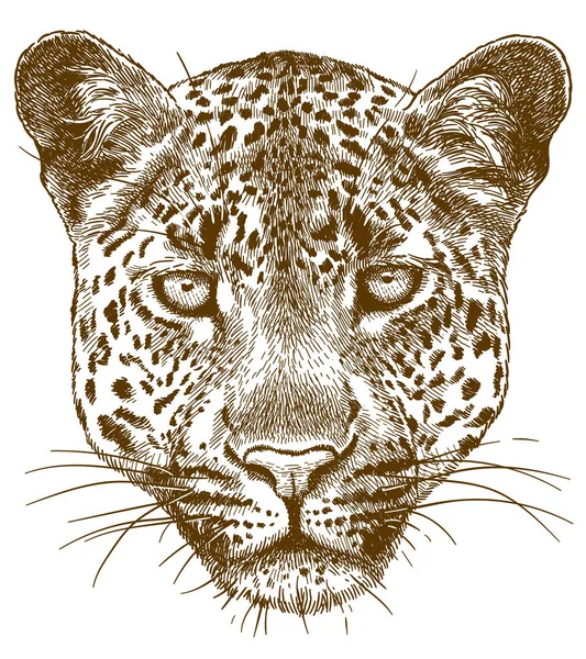 Leopar yüz gravür illüstrasyon — Stok Vektör
