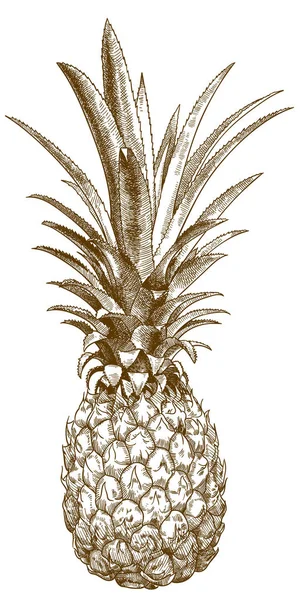 Gravyr illustration av baby ananas — Stock vektor
