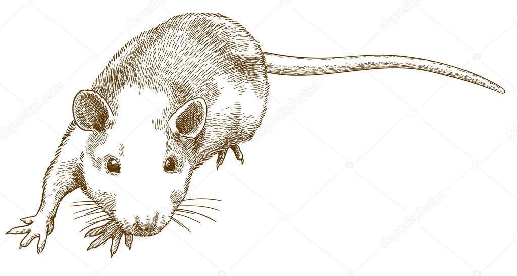 engraving illustration of sneaking mouse