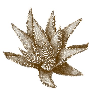 aristaloe gravür antik illüstrasyon