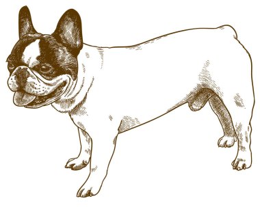 fransız bulldog gravür antik illüstrasyon