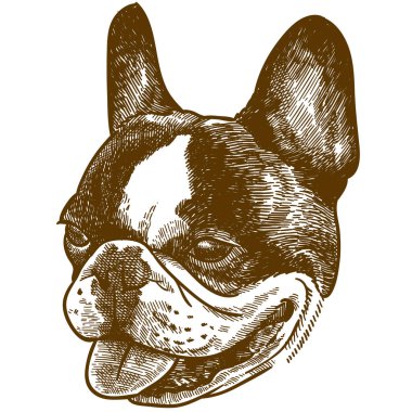fransız bulldog başının gravür illüstrasyon