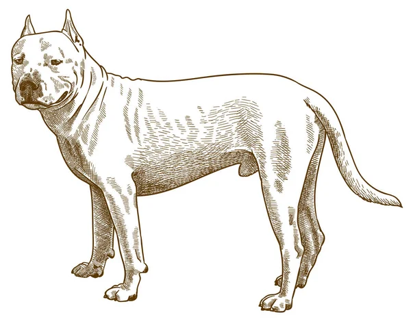 Gravura ilustração antiga de pitbull — Vetor de Stock