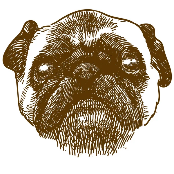 Incisione antica illustrazione di testa di cane carlino — Vettoriale Stock