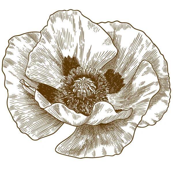 Gravyr illustration av vallmo blomma — Stock vektor