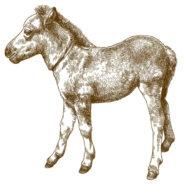 Incisione antica illustrazione di puledro pony — Vettoriale Stock