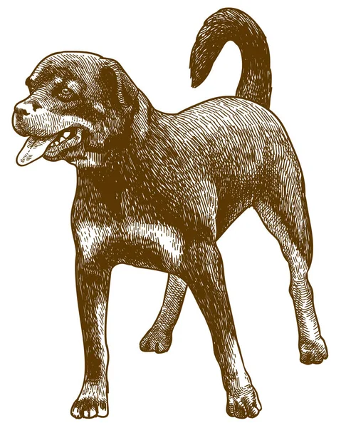 Gravyr antik illustration av Rottweiler hund — Stock vektor
