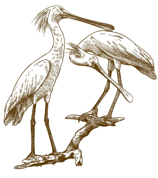 Gravyr illustration av två eurasiska Spoonbills — Stock vektor