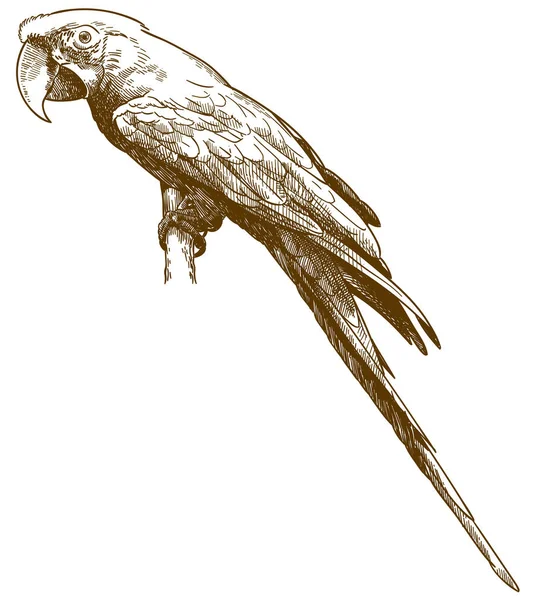 Χαρακτική αντίκα απεικόνιση του πράσινου-φτερωτή Macaw — Διανυσματικό Αρχείο