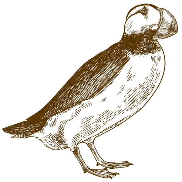 Gravura ilustração antiga de puffin chifre —  Vetores de Stock