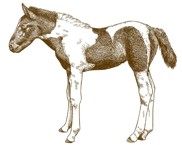 Grabado ilustración antigua de potro de caballo — Archivo Imágenes Vectoriales