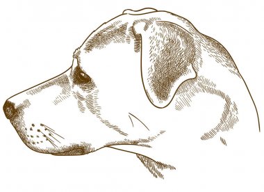 labrador retriever cur başının gravür illüstrasyon