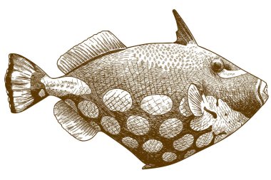 palyaço tetikbalığı oyma antik illüstrasyon