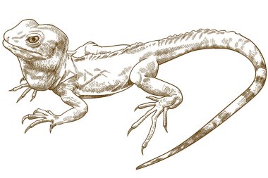 tepeli basilisk gravür antik illüstrasyon