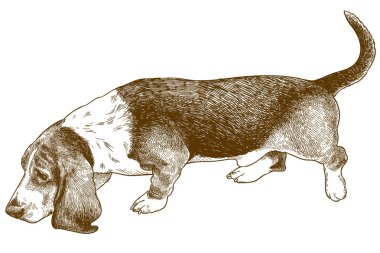 basset tazı gravür illüstrasyon