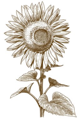 engraving antique illustration of sunflower clipart