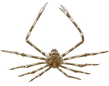 engraving illustration of japanese spider crab clipart