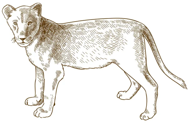 Gravura ilustração antiga do filhote de leão — Vetor de Stock