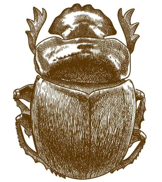 Incisione antica illustrazione di scarabeo sacro — Vettoriale Stock