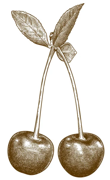 Gravyr antik illustration av körsbär — Stock vektor