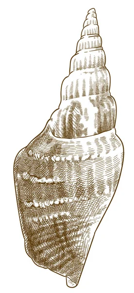 Gravure illustration de strombus listeri coquillages — Image vectorielle