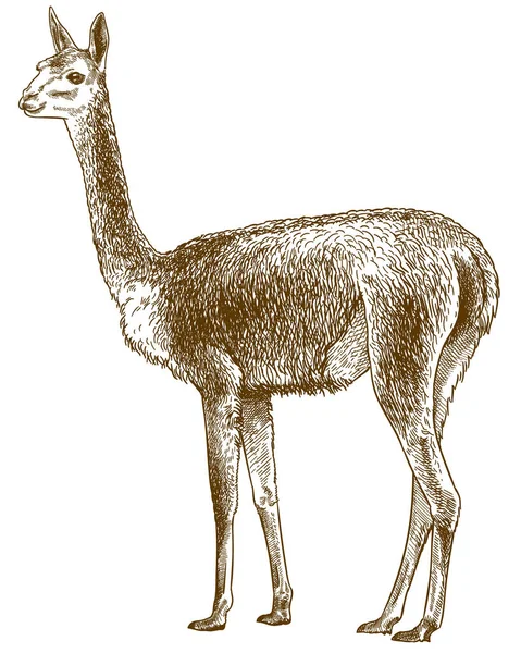 Gravure illustration antique de vicuna — Image vectorielle