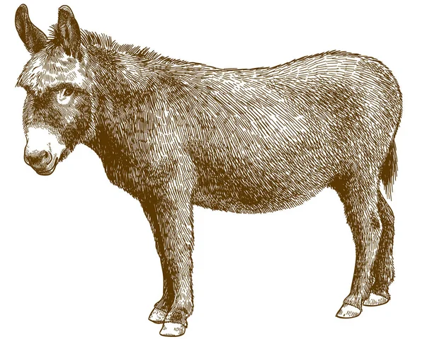 Grabado ilustración burro burro burro — Archivo Imágenes Vectoriales