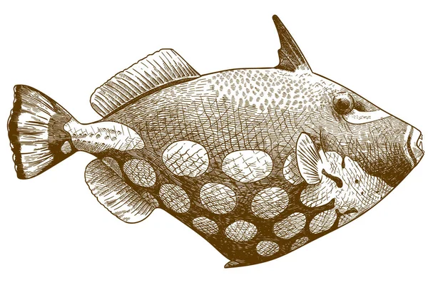 Gravura ilustração antiga de triggerfish palhaço — Vetor de Stock