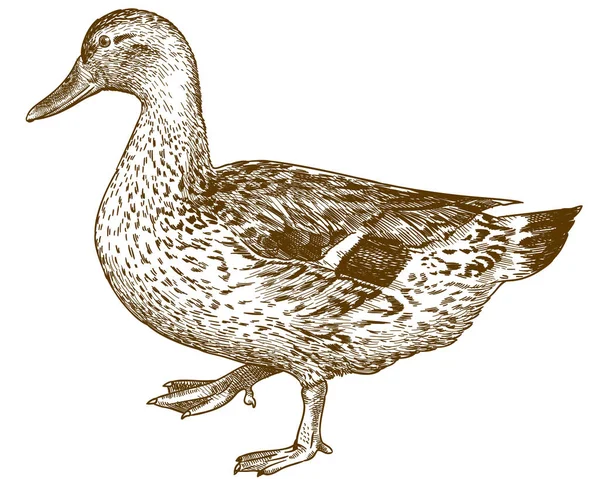 Гравірування антикварної ілюстрації мальярдної качки — стоковий вектор