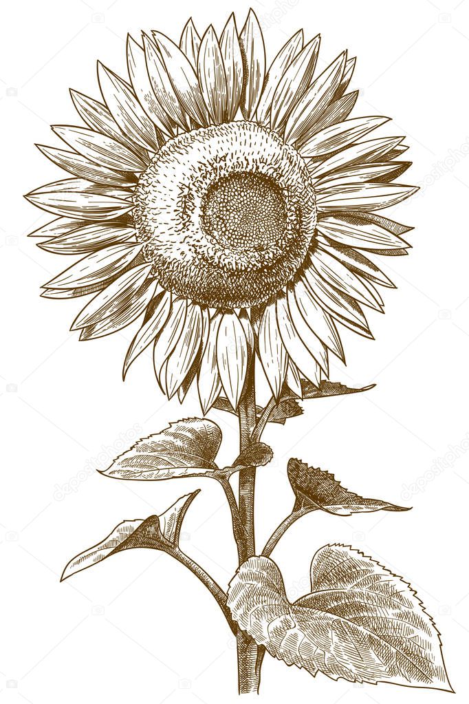 engraving antique illustration of sunflower