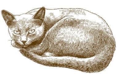 kedi gravür antik illüstrasyon