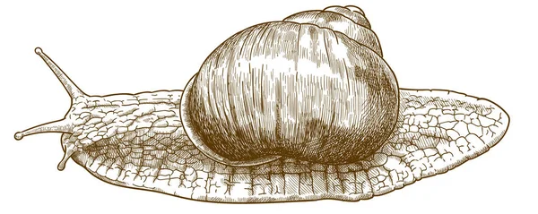 Engraving illustration of roman snail — Stock Vector