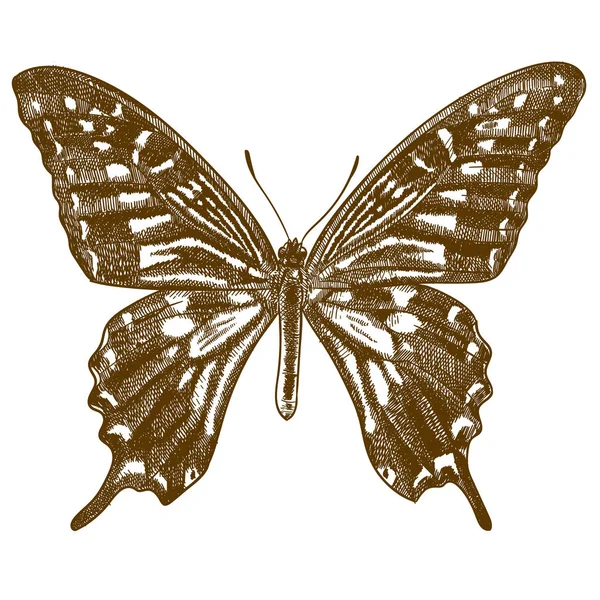 Gravure van antieke illustratie van Swallowtail Butterfly — Stockvector