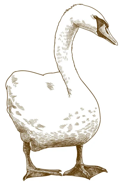 Grabado ilustración antigua de cisne blanco — Vector de stock